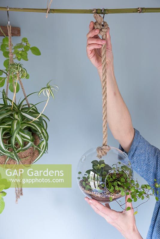 A woman hanging up a glass Terrarium planted with Muehlenbeckia complexa