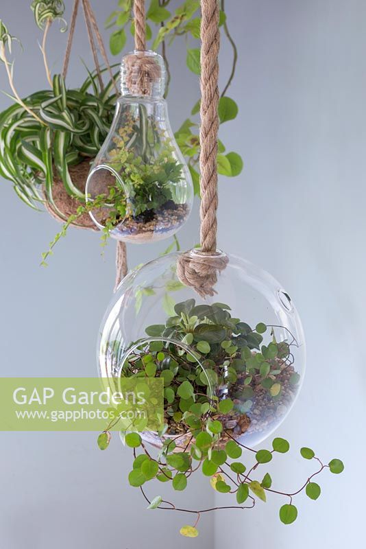 A stylish glass Terrarium planted with Muehlenbeckia complexa hanging indoors