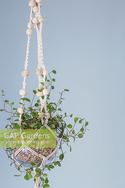 A stylish glass Terrarium planted with Muehlenbeckia complexa hanging indoors