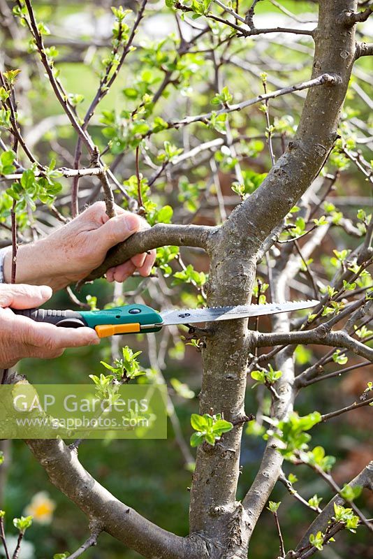 Grafting an apple tree Malus 'Jonathan'. Sawing.