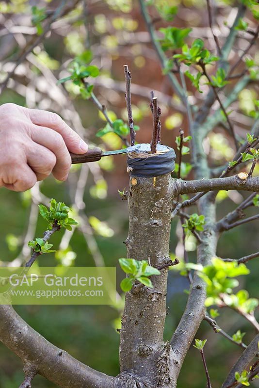 Grafting an apple tree Malus 'Jonathan'. Man covering cut surfaces with grafting compound