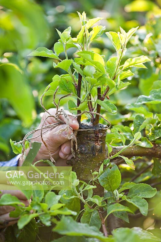 Grafting an apple tree Malus 'Jonathan'. Removing wrap before it becomes too tight.