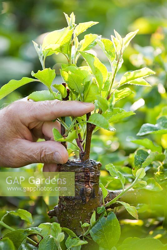 Grafting an apple tree Malus 'Jonathan'. Checking graft.