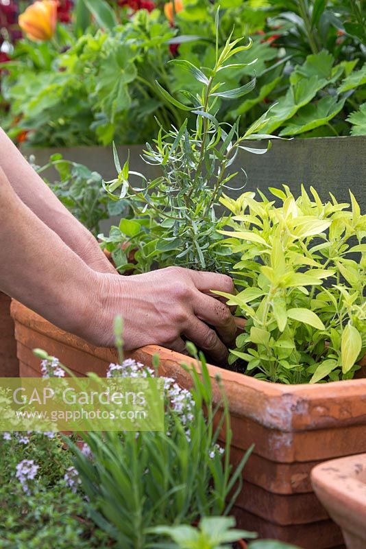 Planting Artemisia dracunculus 'Sativa' in terracotta container