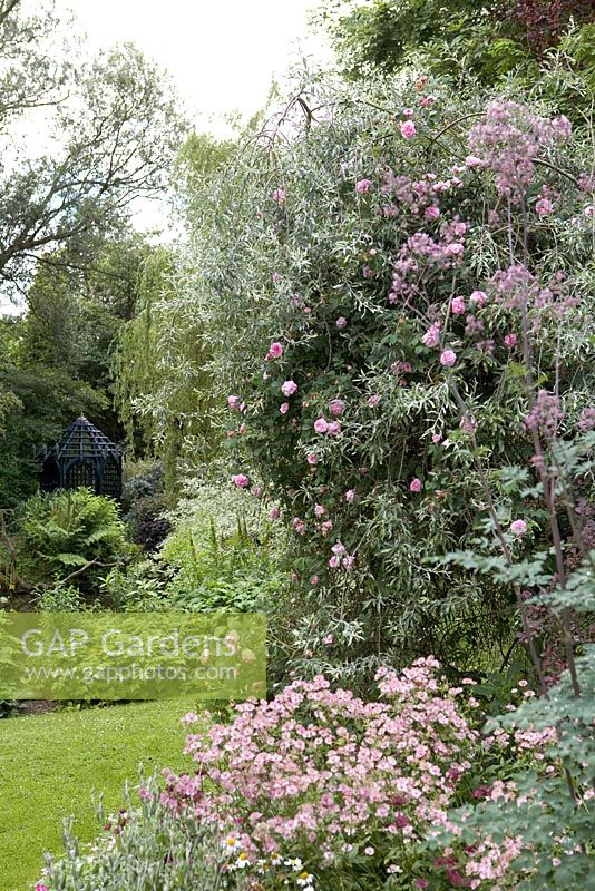 Pyrus pendula, Rosa 'Konigin von Danemark' and Astrantia 'Buckland'. Hillbark Garden, Yorkshire