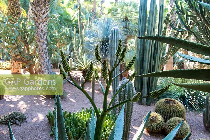 The Majorelle garden owned by Yves Saint Laurent in Marrakech, Morocco