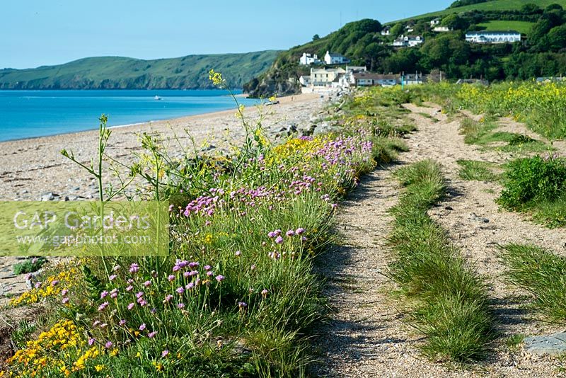 Wild flowers at Slapton Sands in South Devon