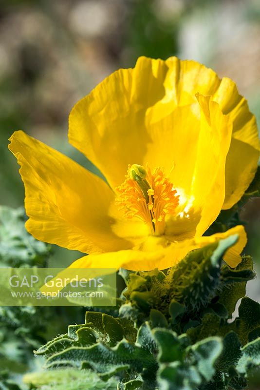 Glaucium flavum - yellow hornpoppy or yellow horned poppy