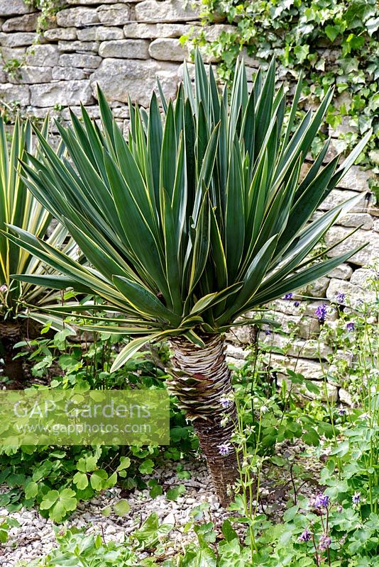 Yucca gloriosa 'Variegata' - variegated Spanish dagger