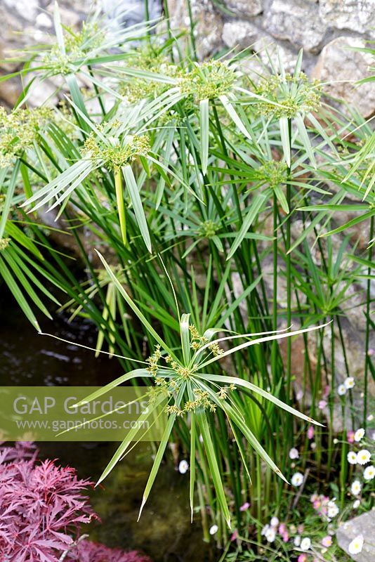 Cyperus papyrus - papyrus sedge, paper reed, Indian matting plant, Nile grass