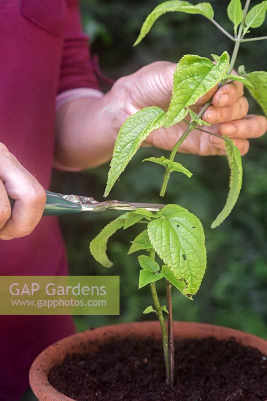 Remove the upper half of the Salvia guaranitica 'Black and Blue' cuttings, forcing the plant to bush out