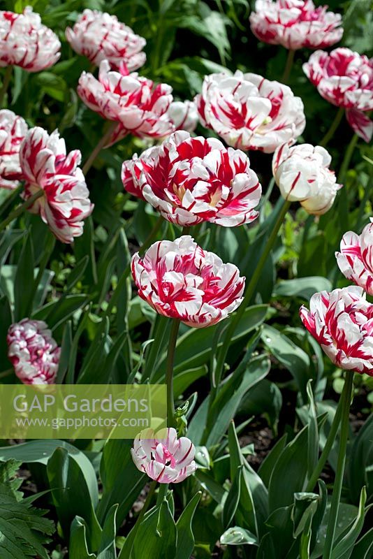 Tulipa 'Carnaval De Nice' 
