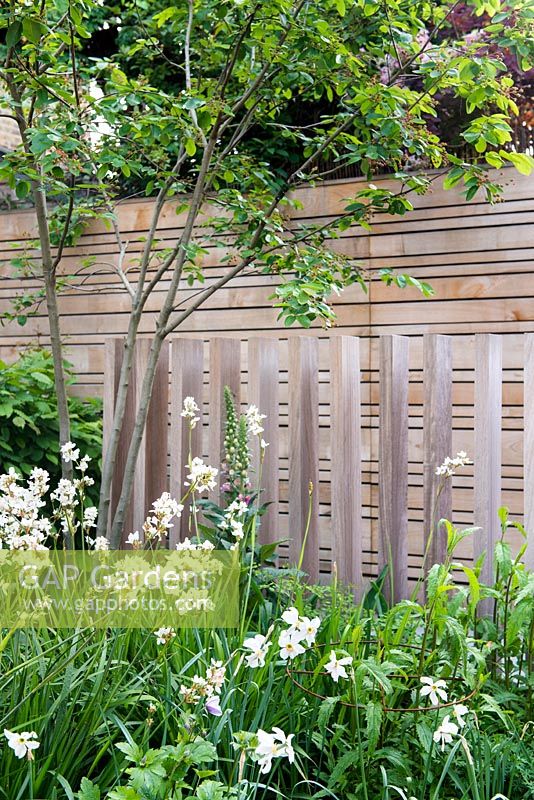 A balustrade made from iroko timbers in front of modern chestnut fence surrounded by Libertia chilensis Formosa Group - New Zealand satin flowers, Amelanchier tree and  Carpinus