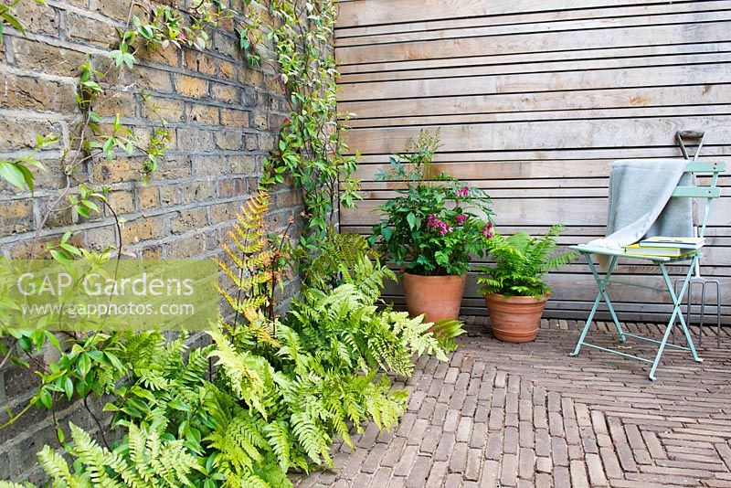 View of small brick patio with vintage blue chair and terracota flower planters in front of wooden fence surrounded by Dryopteris erythrosora - Japanese shield ferns and climber Trachelospermum jasminoides