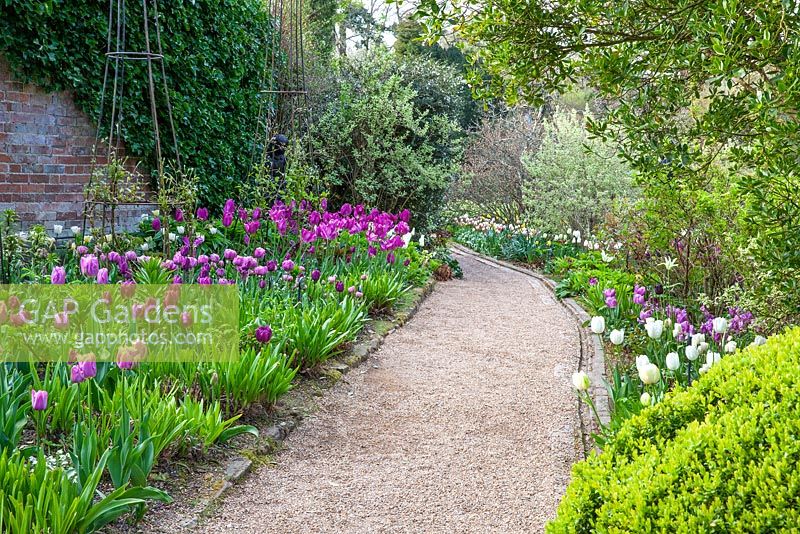Pashley Manor Gardens, Kent, UK - Showing gravel path between beds with Tulipa 'Purple Flag', Tulipa 'Bleu Aimable' 