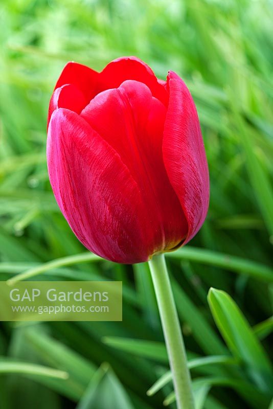 Tulipa 'Renegade' - Pashley Manor Gardens, Kent, UK