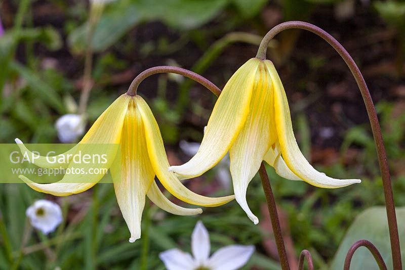 Erythronium 'Pagoda'