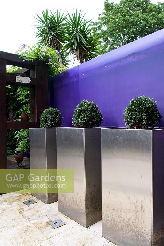 Purple perspex sheeting used as a garden boundary fence in front of which are three aluminium planters with box balls. 