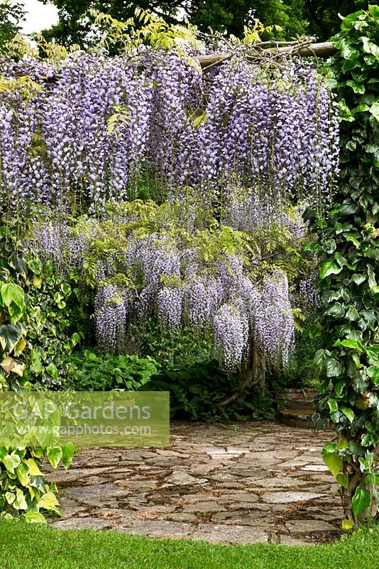 Wisteria floribunda Macrobotrys Tree. The Secret Garden of Gt. Maytham Hall, Rolveden, Kent. NGS visit May.