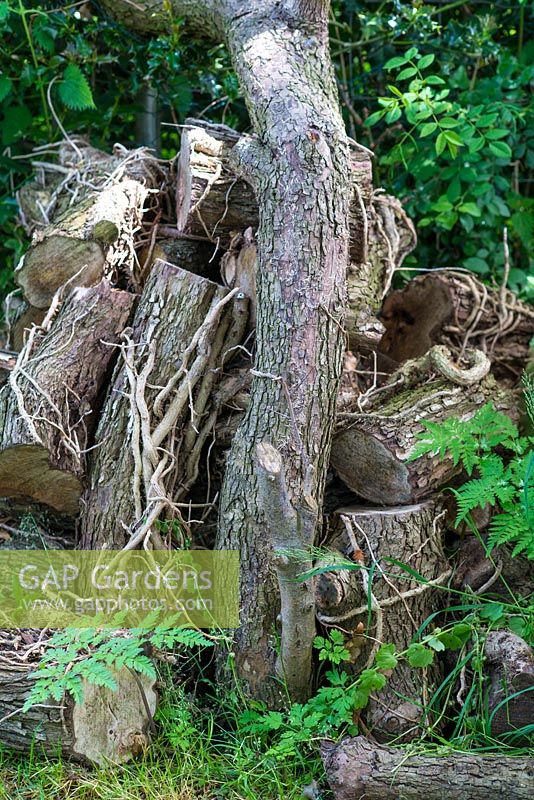 Wildlife gardening - woodpile to encourage wildlife.