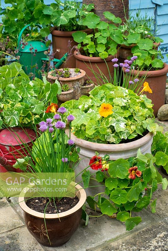 Patio planters with Nasturtiums,'Alaska Mix' and 'Mahogany Jewel', Chives and Sempervivums.