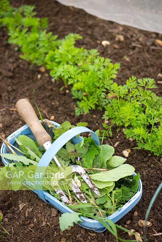 Weeding carrots, 'Amsterdam forcing 3', hand fork and trug of weeds.