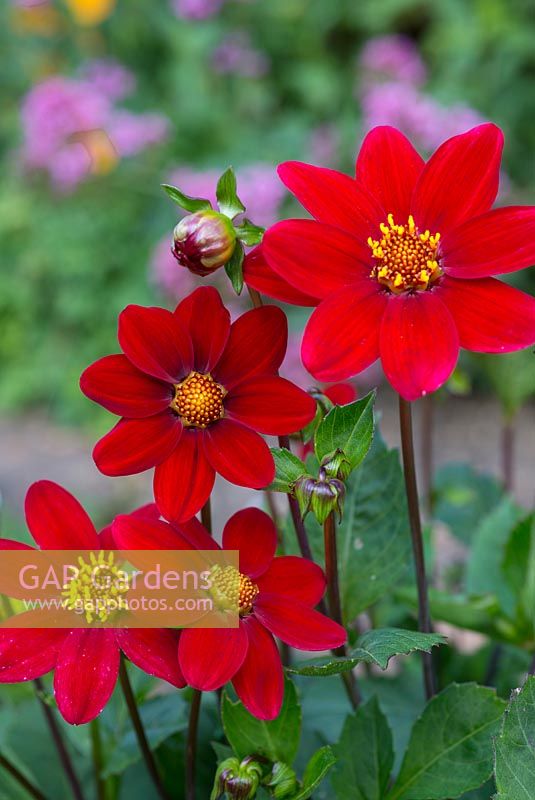 Dahlia 'Topmix Purple'