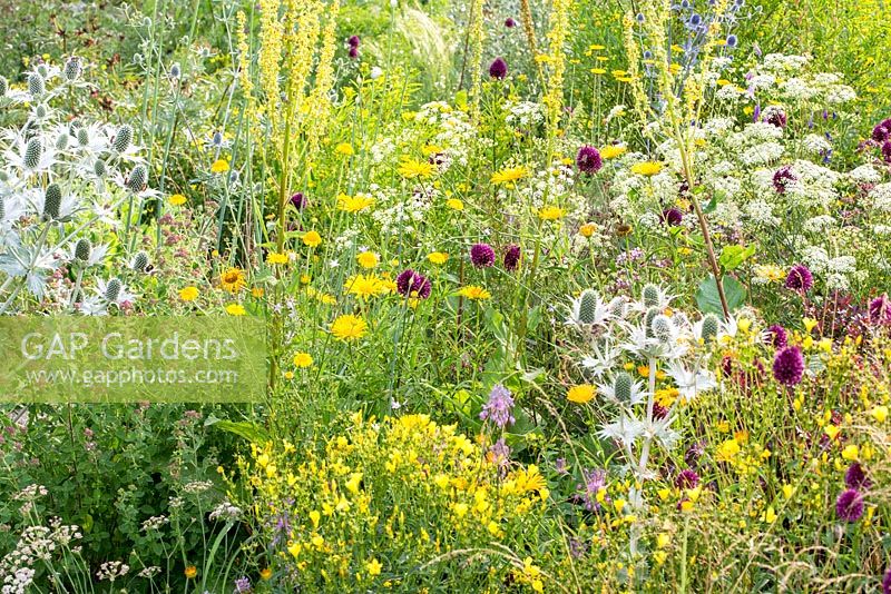 Detail of steppe planting with Allium sphaerocephalon, Anthemis tinctoria, Buphtalmum salicifolium, Eryngium giganteum, Linum flavum 'Compactum', Seseli elatum subsp.osseum and Verbascum nigrum