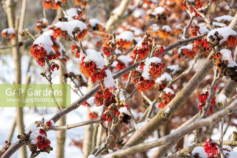 Hamamelis intermedia x 'Feuerzauber'