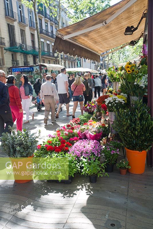 Street florist with pot plants and cut flowers, La Rambla, Barcelona, Spain.
