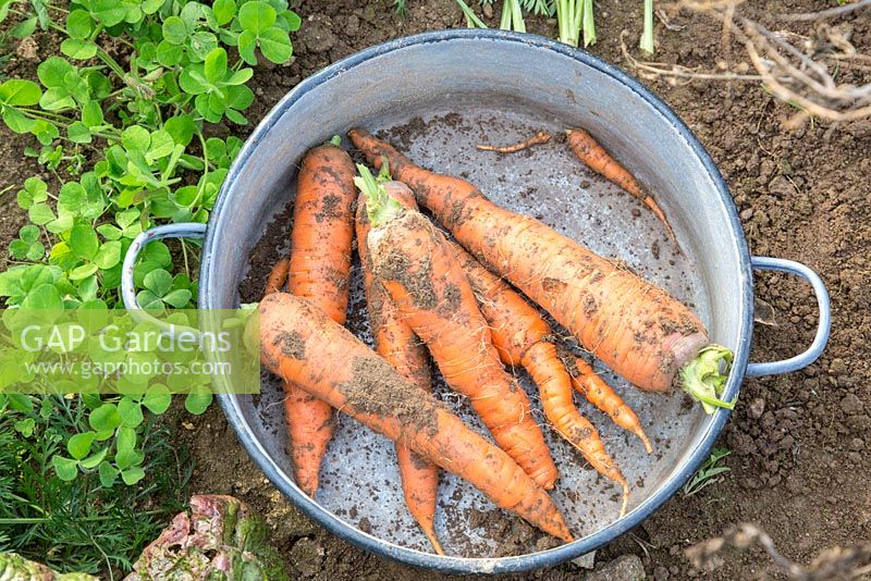 Freshly harvested carrots in an enamelled pot