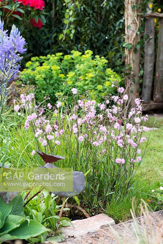 Lychnis flos cuculi 'Terry's Pink' - The Water Spout Garden, RHS Malvern Spring Festival 2016