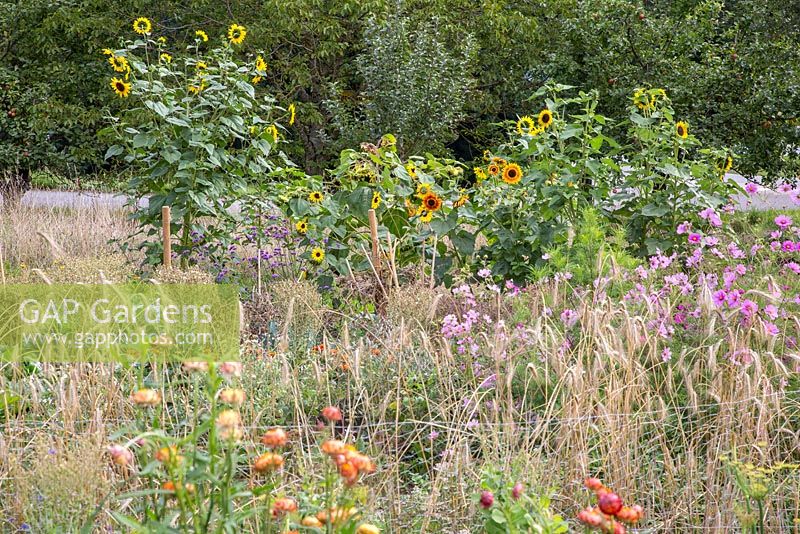 Small vegetables plot, plants are Cosmos, Helianthus annus and Helichrysum