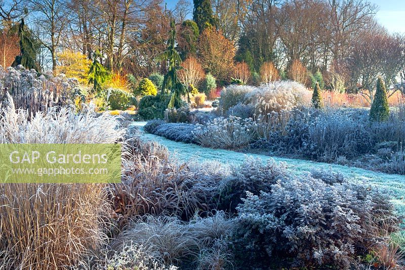 The Summer and Winter Garden in November, Winter. Bressingham Gardens, Norfolk, UK. Designed by Adrian Bloom.