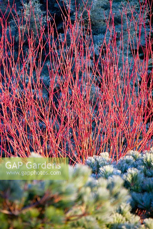 Cornus sericea 'Cardinal' and Pinus strobus 'Reinshaus' in foreground. Shrub, Conifer. December. Portrait of bright red stems.