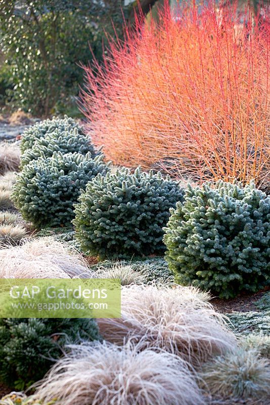 Border at The Winter Garden, Bressingham Gardens, Norfolk, UK.