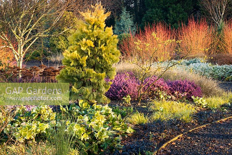 Border with Calocedrus decurrens 'Berrima Gold' in the Winter Garden, Bressingham Gardens, Norfolk, UK. Design: Adrian Bloom