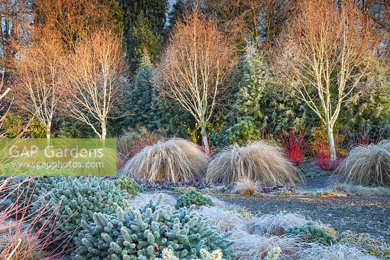 The Winter Garden, Bressingham Gardens, Norfolk, UK. Design: Adrian Bloom