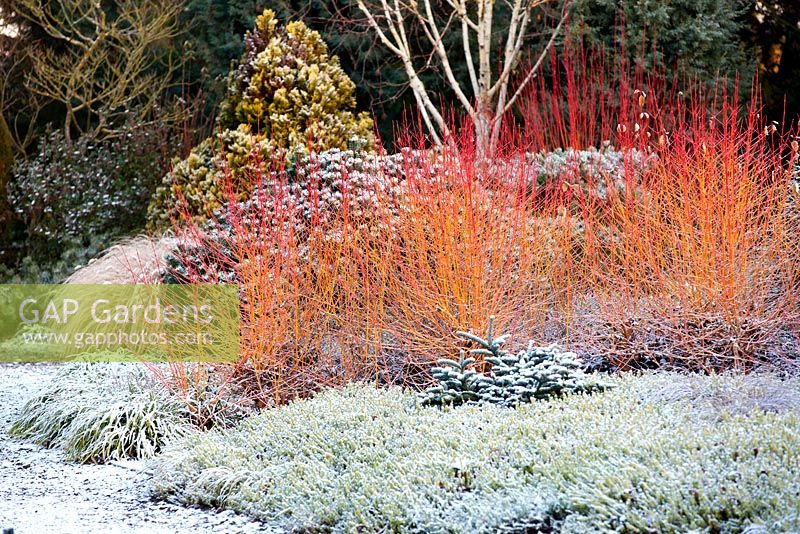 The Winter Garden in December, Winter. Bressingham Gardens, Norfolk, UK. Designed by Adrian Bloom.