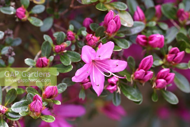 Rhododendron 'Hatsu-giri', April, Wisley