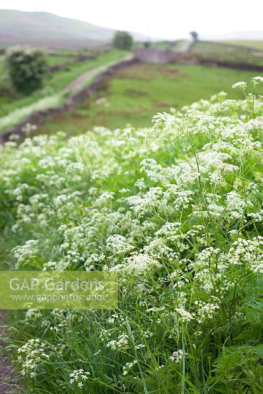 Sweet Cicely growing wild along the edge of a lane in Yorkshire. Myrrhis odorata