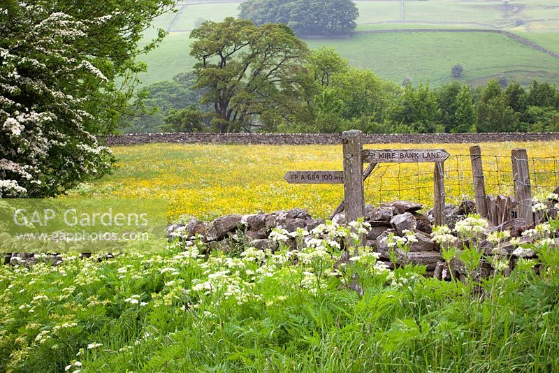 Sweet Cicely grwoing wild by a drystone wall in Yorkshire. Myrrhis odorata