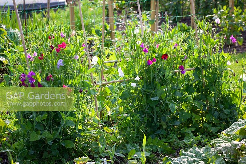 Young sweet peas growing up cane wigwam support covered with plastic netting. Lathyrus odoratus