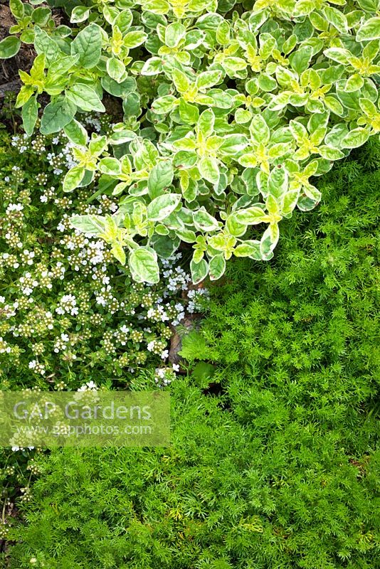Herb bed with Chamaemelum nobile - Chamomile, Origanum vulgare 'Country Cream' - Oregano and Thymus 'Alba' - Thyme