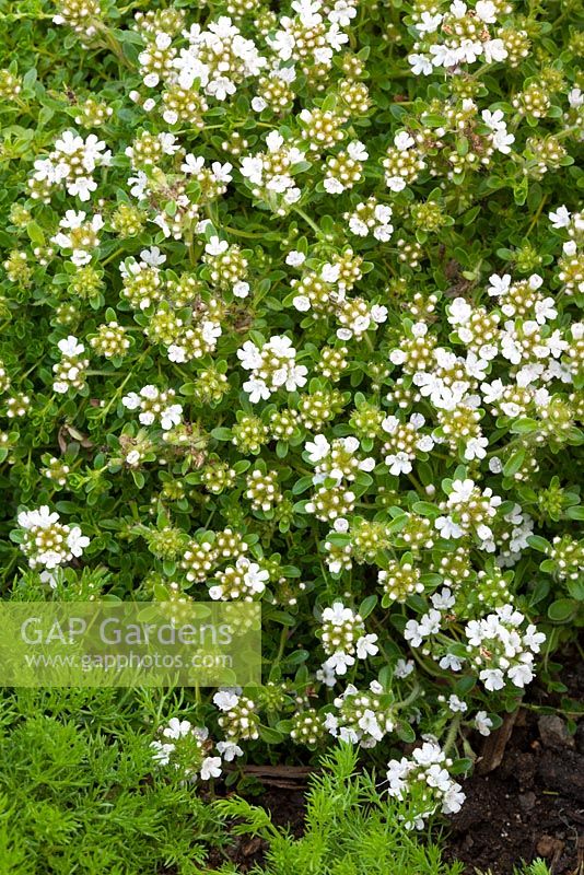 Thymus serpyllum 'Alba' syn. Thymus praecox 'Albus'. White creeping thyme