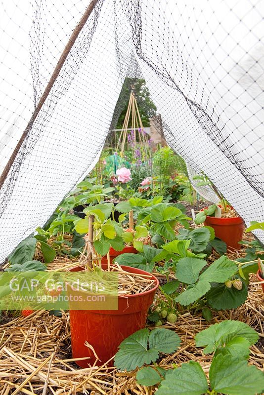 Strawberry 'Cambridge Favourite' protected from cold with horticultural fleece tunnel and straw mulch to suppress weeds