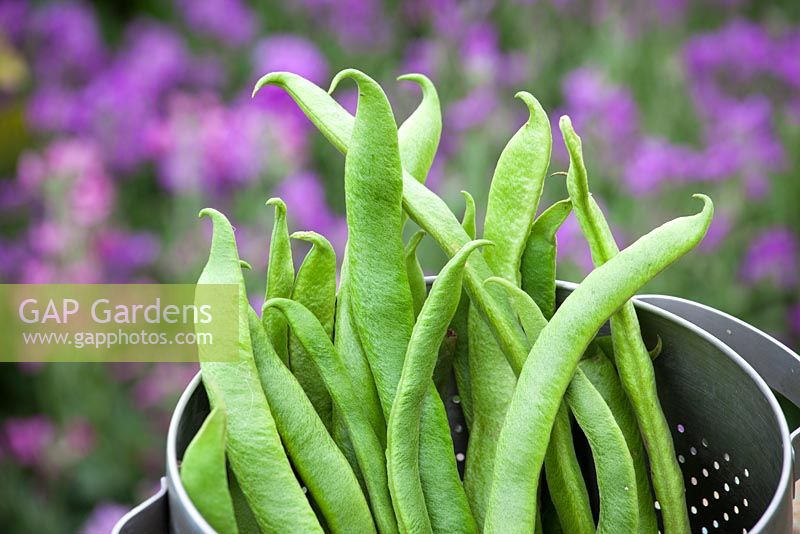 Picked runner beans in a colander. Phaseolus coccineus