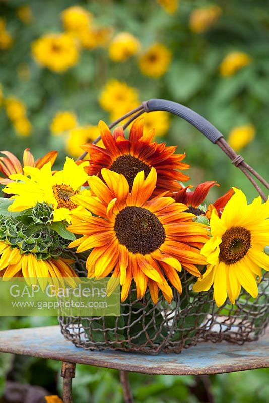 Mixed sunflowers in a wire basket. Helianthus annuus
