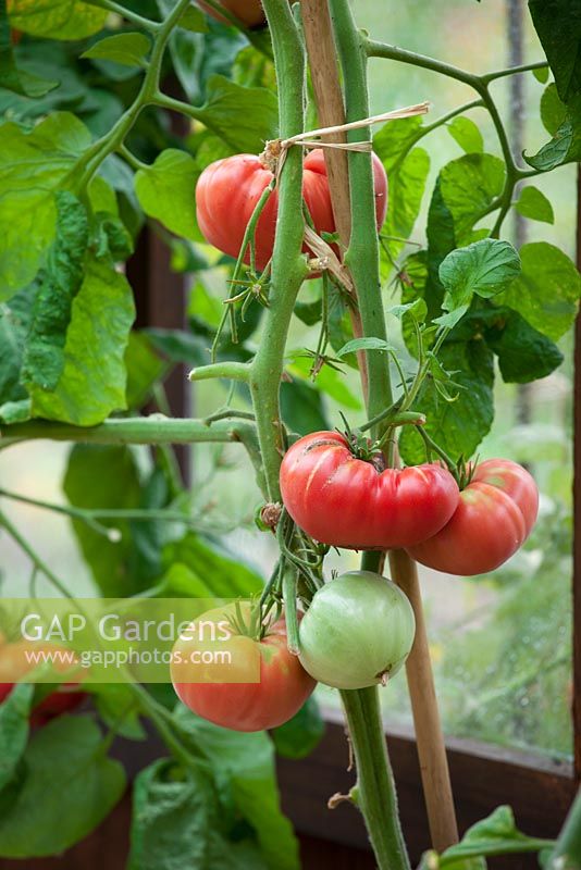Tomato 'Pink Brandywine' growing up a cane in a greenhouse
