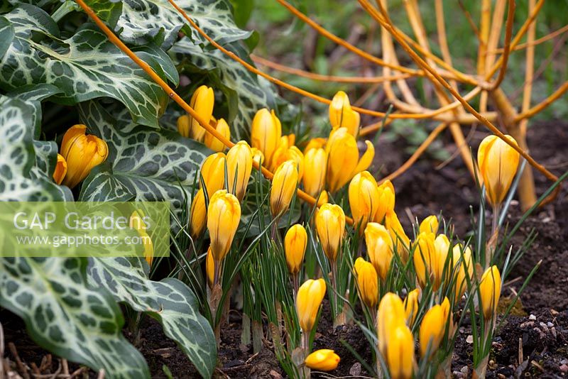 Crocus luteus 'Golden Yellow' syn. C. 'Dutch Yellow', C.stellaris 'Golden Yellow' with Arum italicum subsp. italicum 'Marmoratum' syn. A. pictum and Salix alba 'Golden Ness' AGM